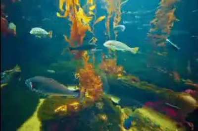 actual fish for twomad