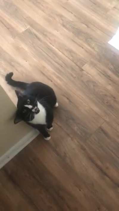 cat sitting for a family friend.. he’ll yell but he just wont use his words