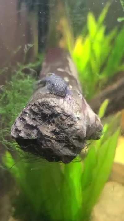 Look at that snoot go!