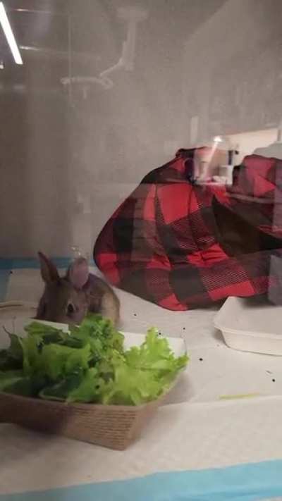 Baby bun!