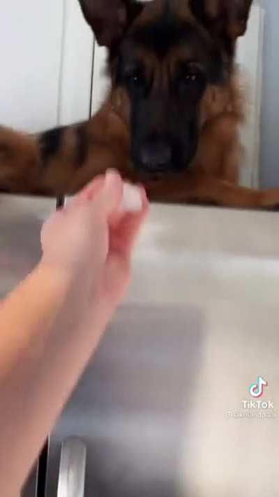 Fridge doggie