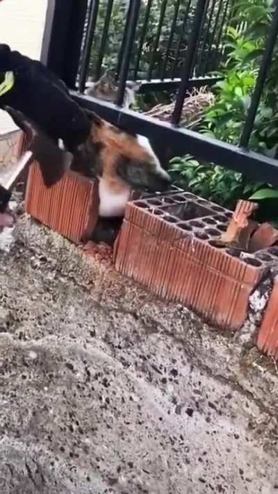 Cat got its leg stuck