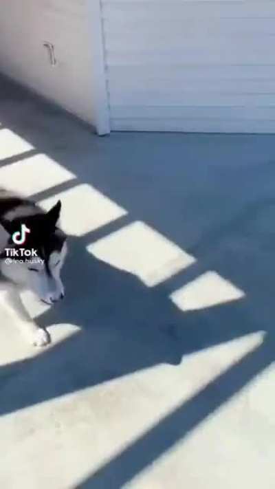 Credit: leo.husky on TikTok