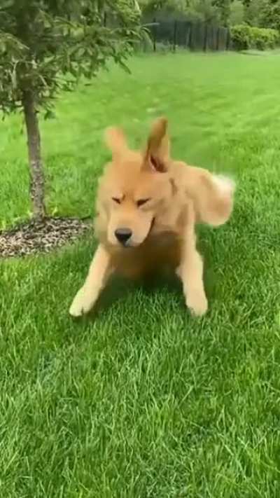 Derpiest boi