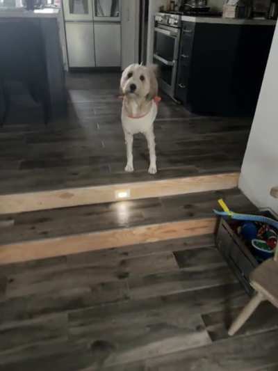 Puppy Dinner Time?