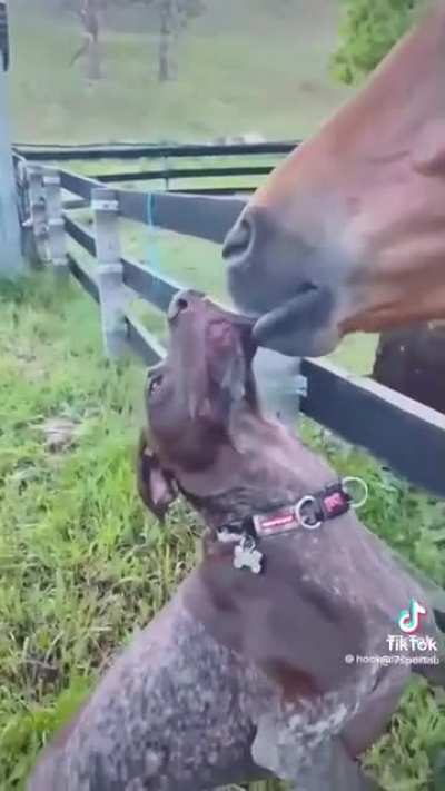Dog...Are you sure we should be doing this? Horse...sssshh.. let it happen!