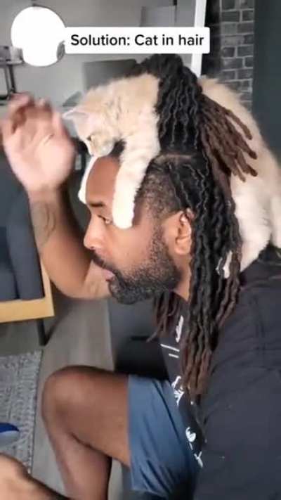 Cat in hair