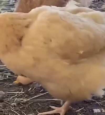 Chickens are omnivores and cannibals