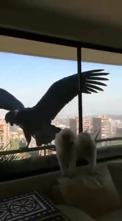 absolute unit
