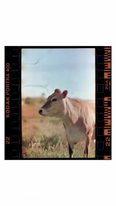 Beanalog Photography