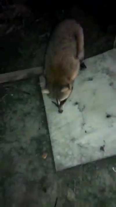 Feeding a raccoon