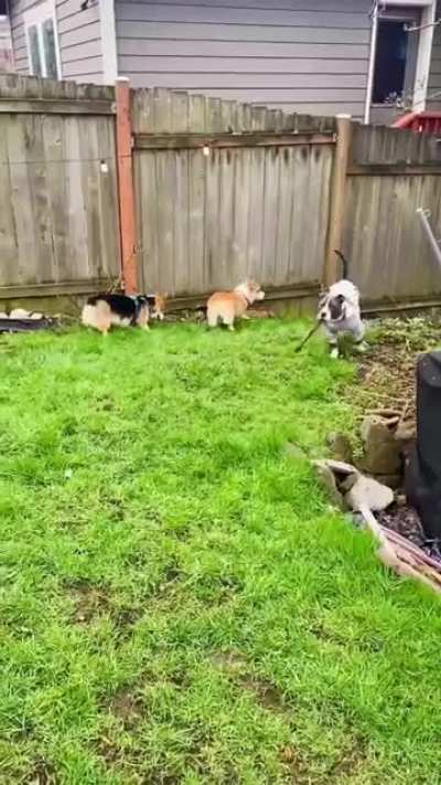 [OC] My pitbull pup was invited to a corgi's first birthday party. What we didn't expect was all the guests to be corgis