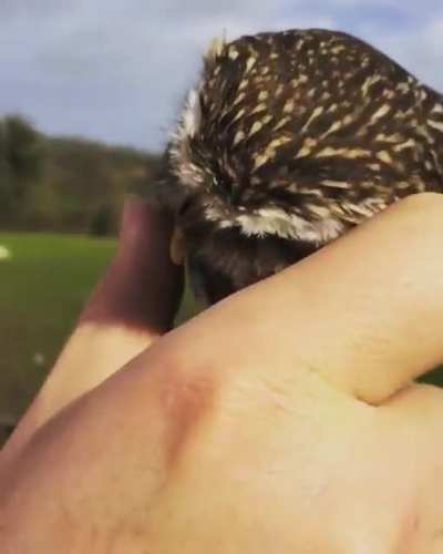 Precious Little Guy