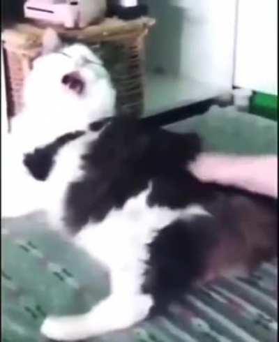 blursed Cat Audio