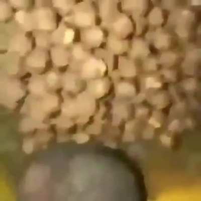 Coco Nuts