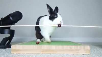 rabbit eats