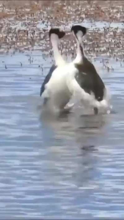 The metal birds - Give them a band name