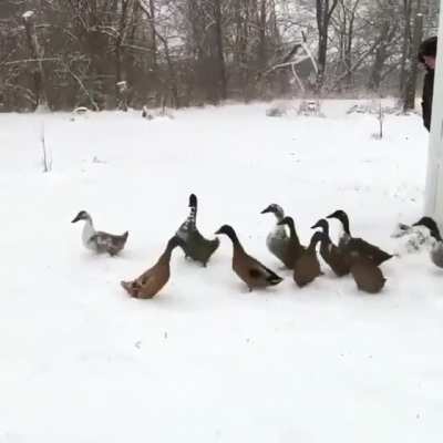 Too honkin' cold