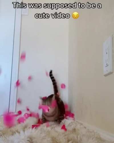 He went zoom