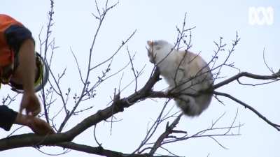 Cat staging lockdown protest at Albert Park Lake yesterday [ABC News]