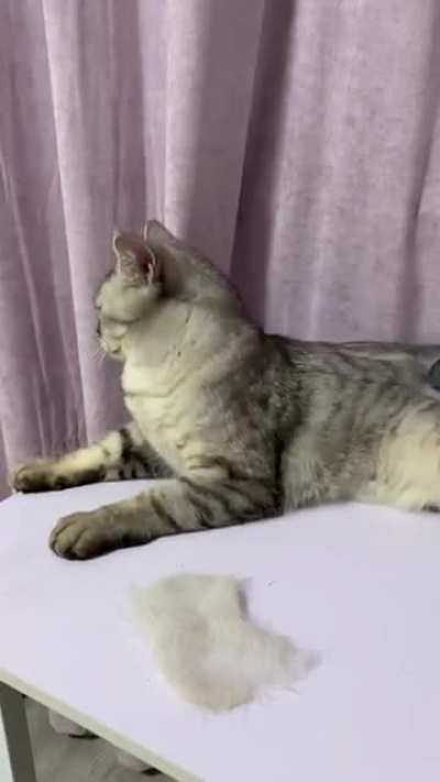 Чистка кота
