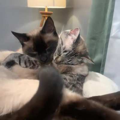 Cozy cuddles