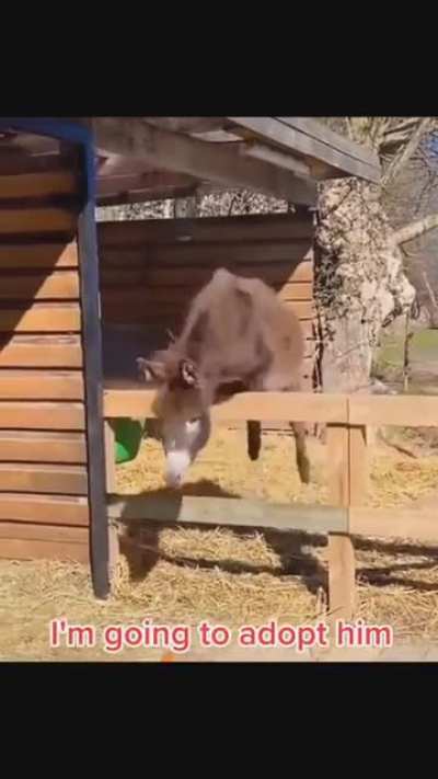 Looking graceful to get adopted