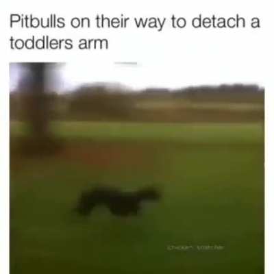 15% precent of the dog population commit 90% of violent crime