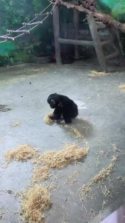 waddle waddle