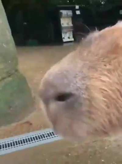 sonic & capivara