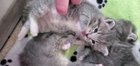 Why I love this: 1. She fell asleep biting Lilac. 2. She hissed at me for waking her up