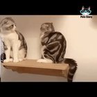 This shelf ain’t big enough for the both of us!