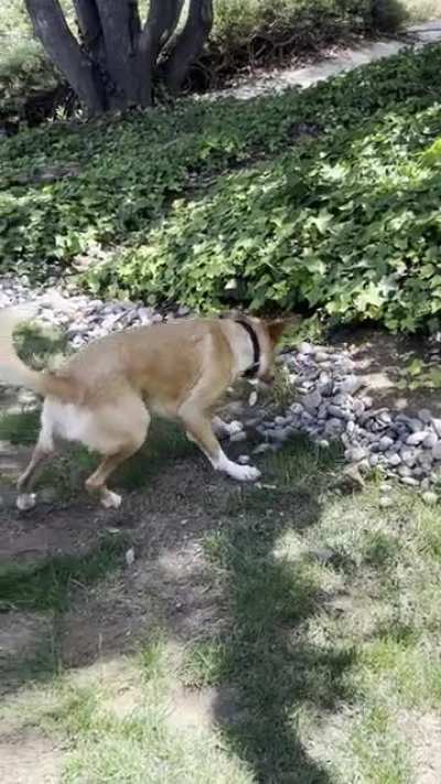 Took our dog Easter egg hunting. She’s a true innovator.