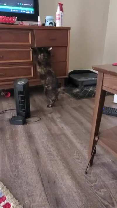 Treats are stored in the middle drawer, she is catculating her next attempt as we speak