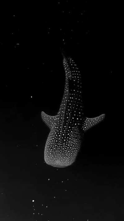 Whale shark gliding through Bioluminescent Algae looking like it's floating through space