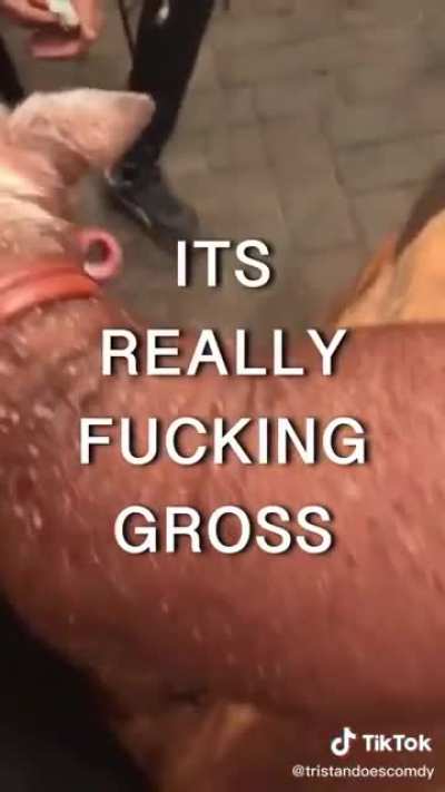 A hairless dog