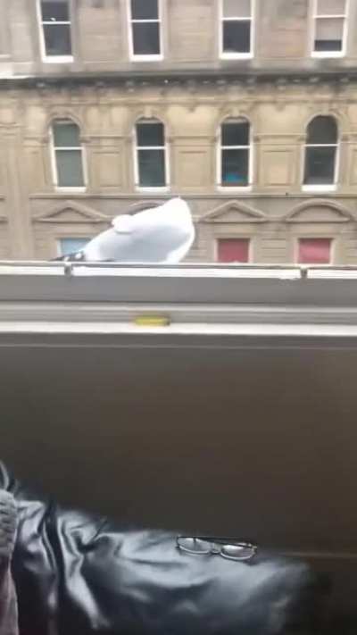 Why are you still here go away! Bird: *Understandable have a grea.........*