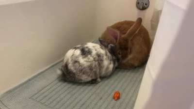 first bonding session success! no fights or humping! I was worried since they are both (neutered) males, but couldn’t be happier