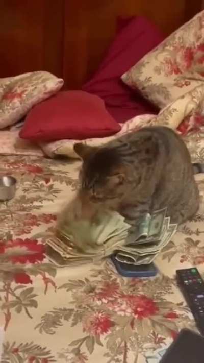 Accountant