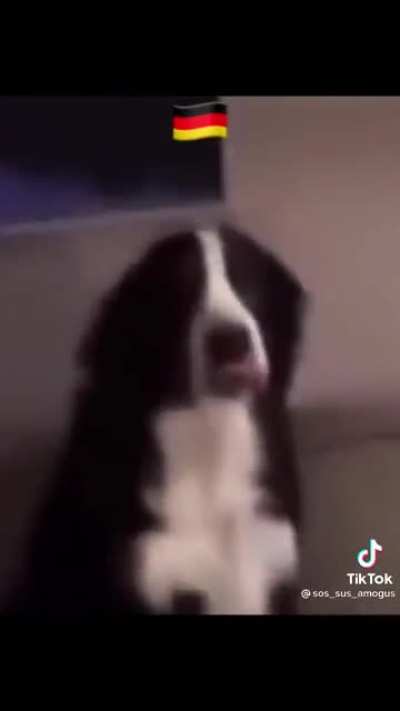 The dog 🤣