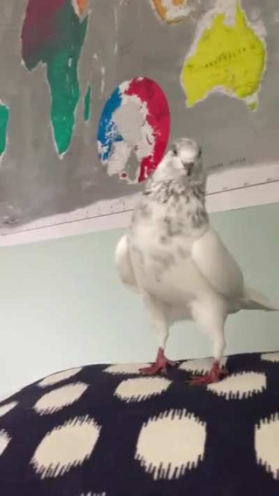 Angry pigeon
