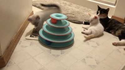 Foster baby trying her best to catch the uncatchable ball