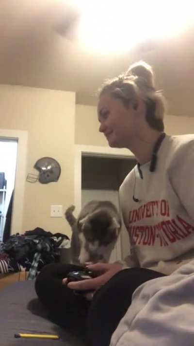 My boyfriends roommates cat Akina loves me.