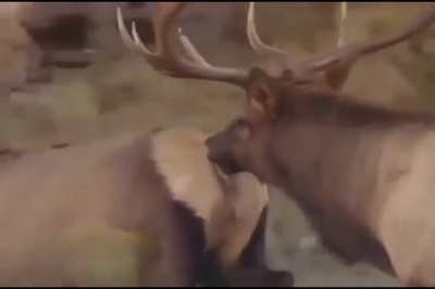 Ass Eater