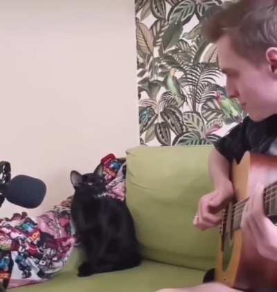 Cat Stevens