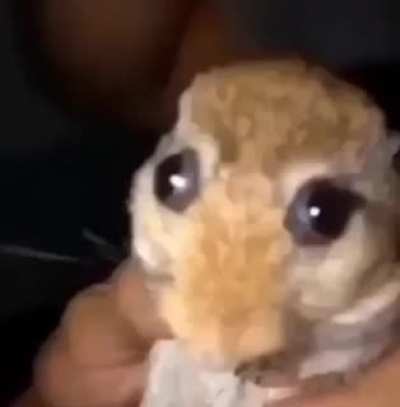 The fuckin