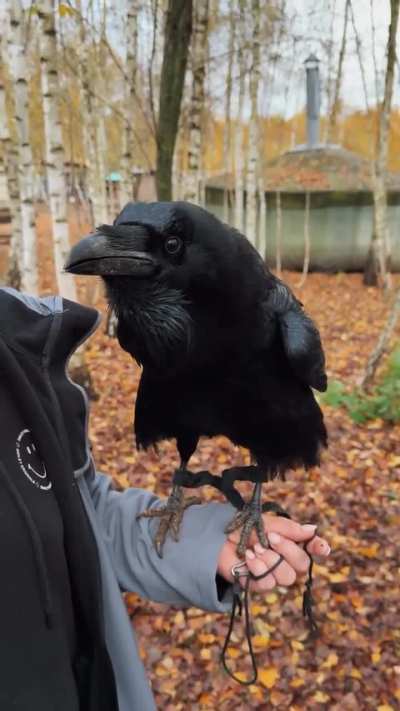 дядька