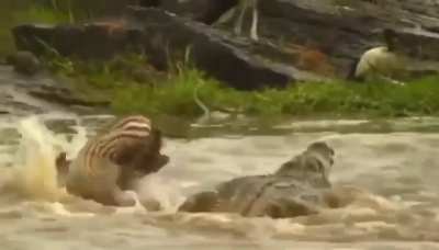 🔥 Zebra Shows no Respect