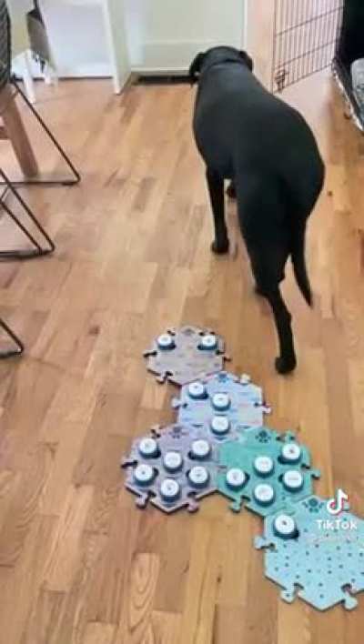 Unexpected Dog Life