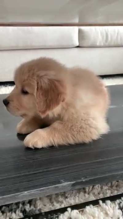 Satchmo with the hiccups! My 8 week old pupperz.